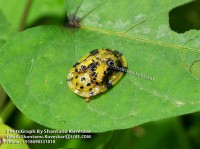 /album/colourful-insects/insect-21-photograph-by-shantanu-kuveskar-jpg/
